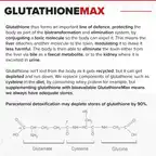 GlutathioneMAX // Liver & Antioxidant Support