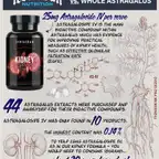 Kidney Support // Kidney & Bladder Support